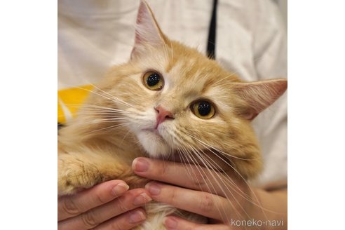 きなこちゃん1枚目